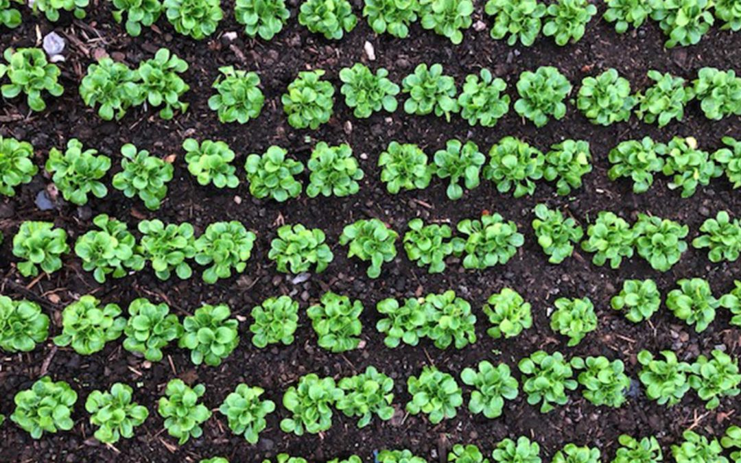 Kampf gegen die Dürre