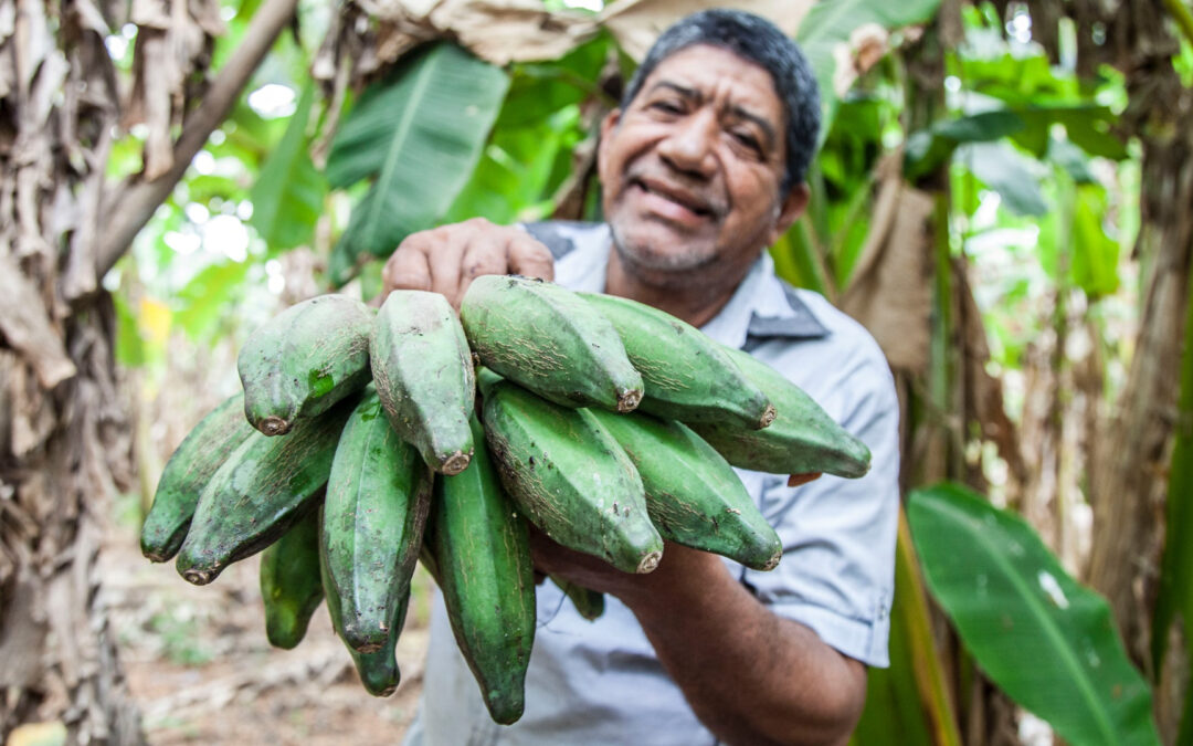 Das Ende der Banane?