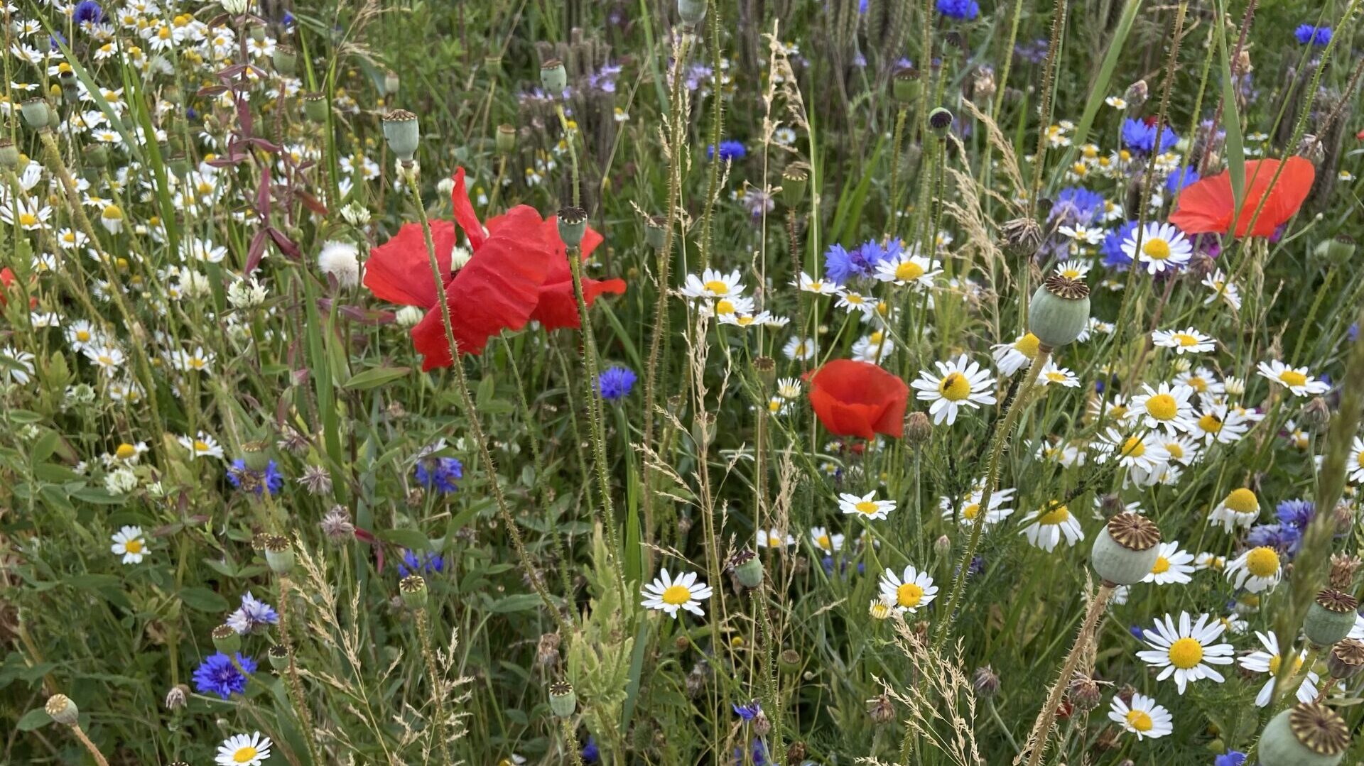 Das sechste Massensterben medienMITTWEIDA