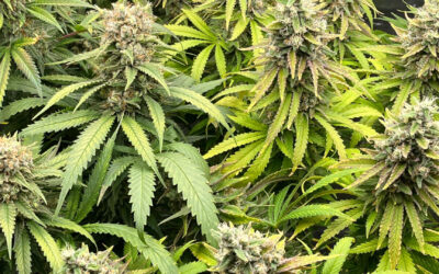 Highter bis wolkig: Sind die Klischees wahr oder nur heiße Luft?