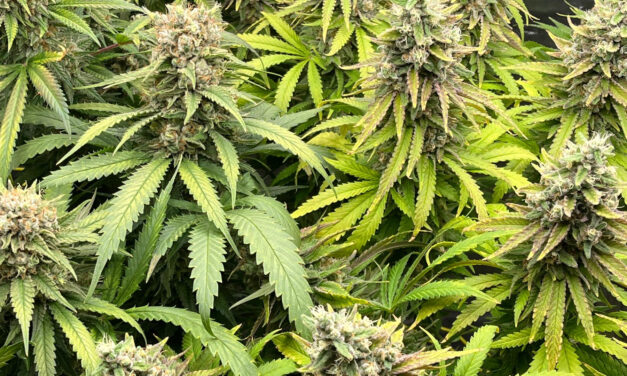 Highter bis wolkig: Sind die Klischees wahr oder nur heiße Luft?